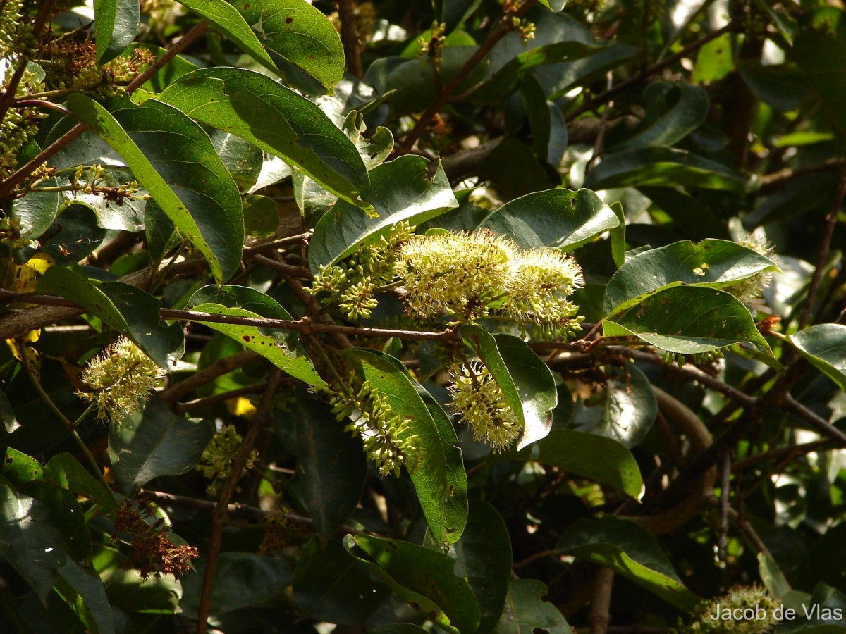 Combretum latifolium Blume